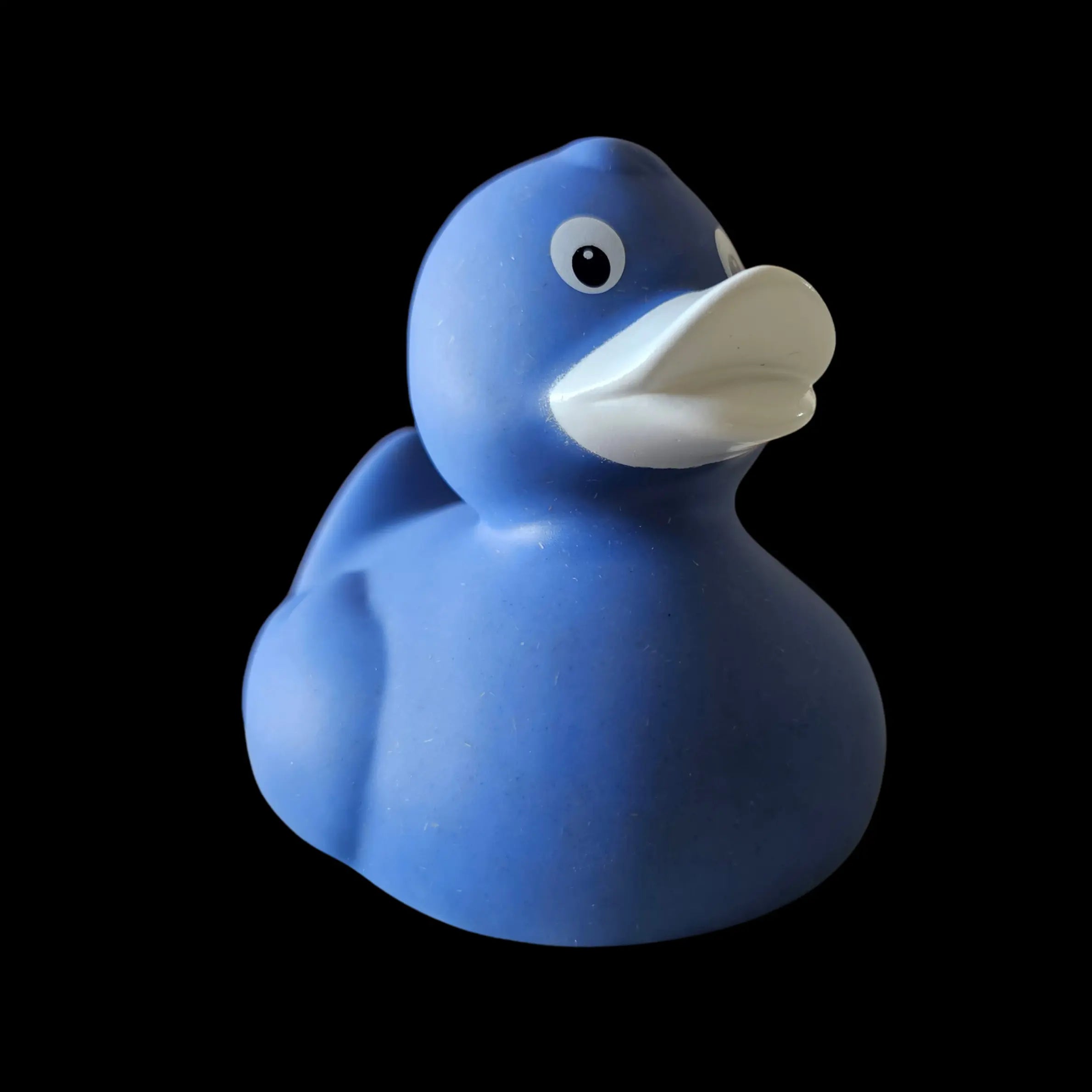 Blue Wing Duck