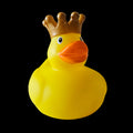 Prince of the Pond Duck