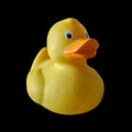 The One of a Kind Duck
